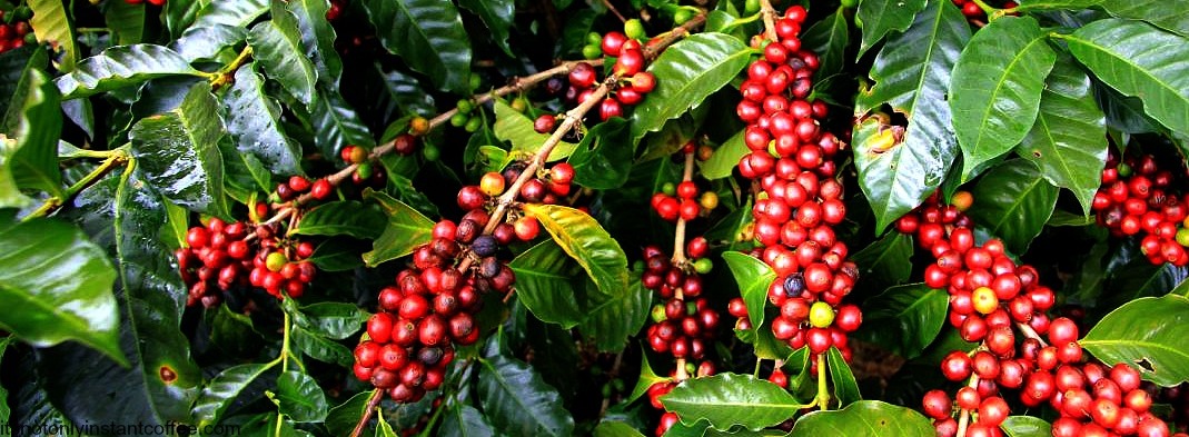 Срок жизни кофейного дерева